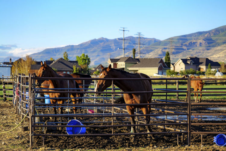 Bay horse standing on the farm, split rail metal fence in a pasture, mountain view in the background
