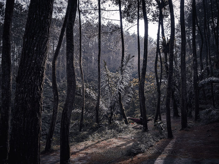 Trees in forest