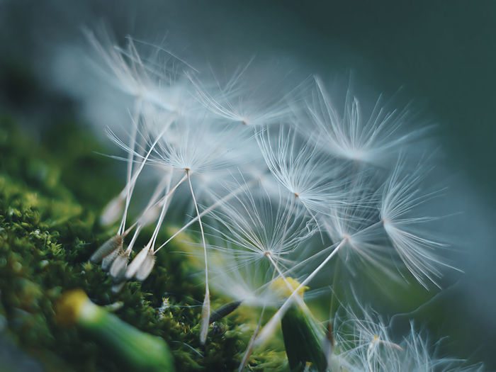 Close-up of dandelion seeds on field