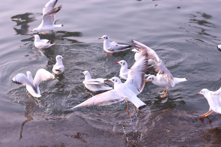 Seagulls in river