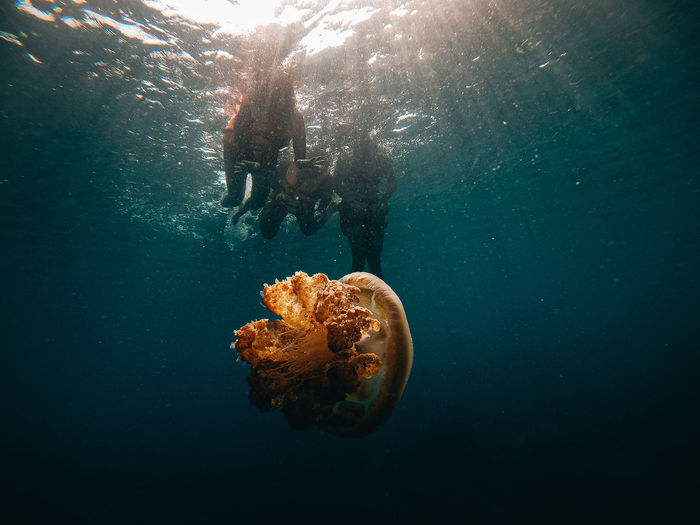 Divers filming jellyfish swimming in sea