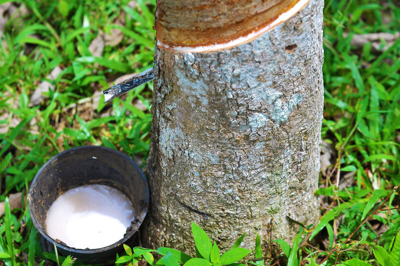 Close-up of latex collecting in bucket by rubber tree