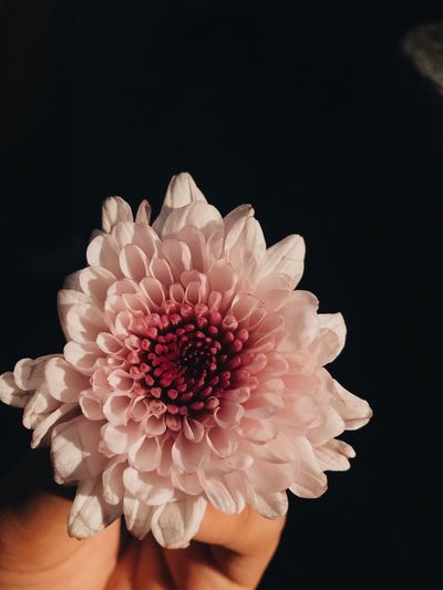 Close-up of pink dahlia against black background