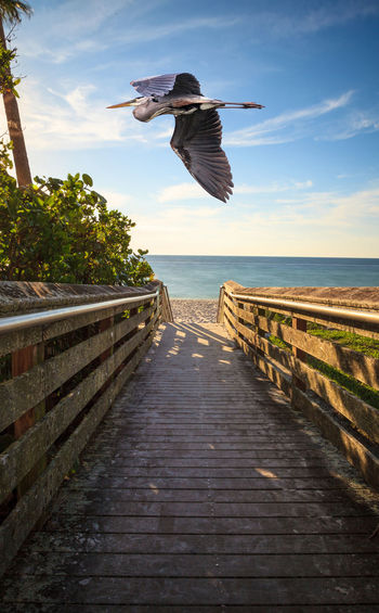 Great blue heron over a boardwalk leading down to vanderbilt beach in naples, florida, usa