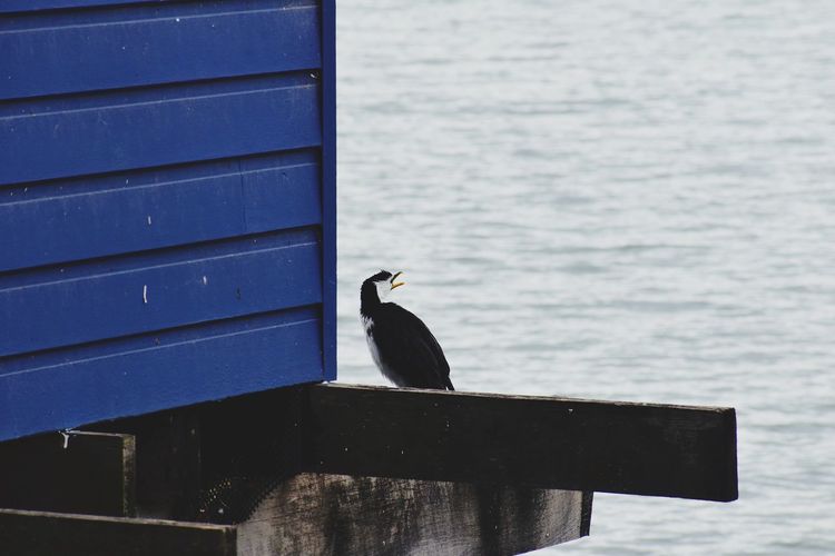 Sea bird perching on wooden post