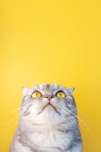 Close-up of a cat looking up over yellow background