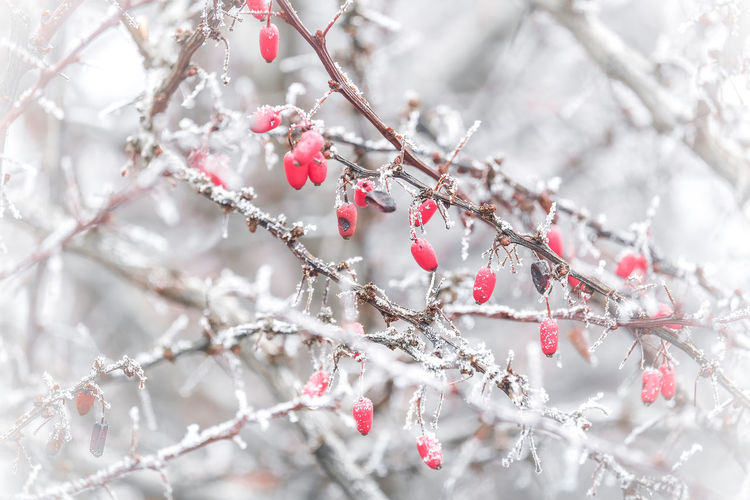Close-up of frozen cherry tree