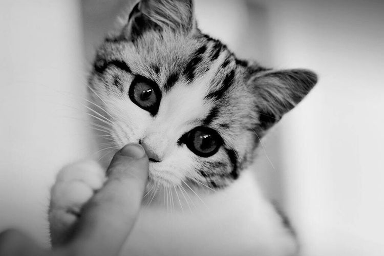 Close-up portrait of cat