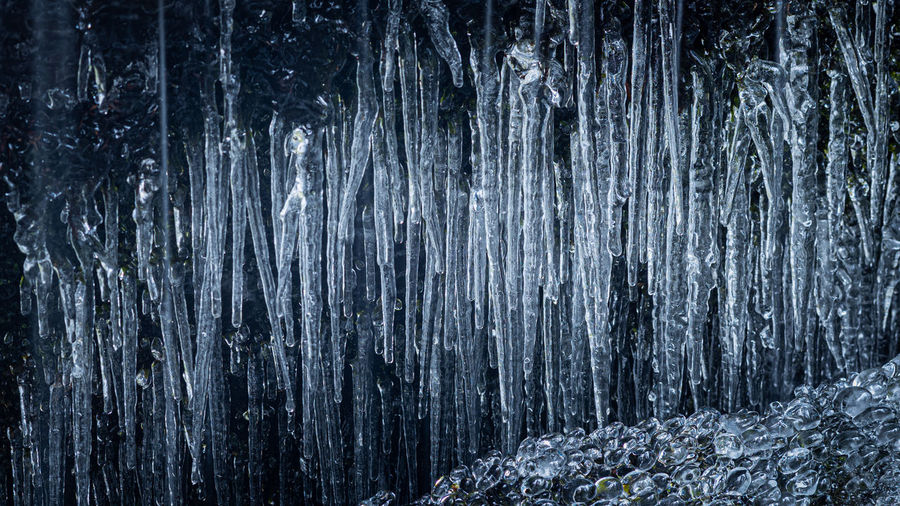 Close-up of frozen trees in forest