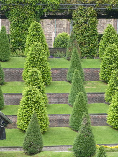 Trimmed bushes in rows staired up - kloster kamp, laga nrw 2020 germany