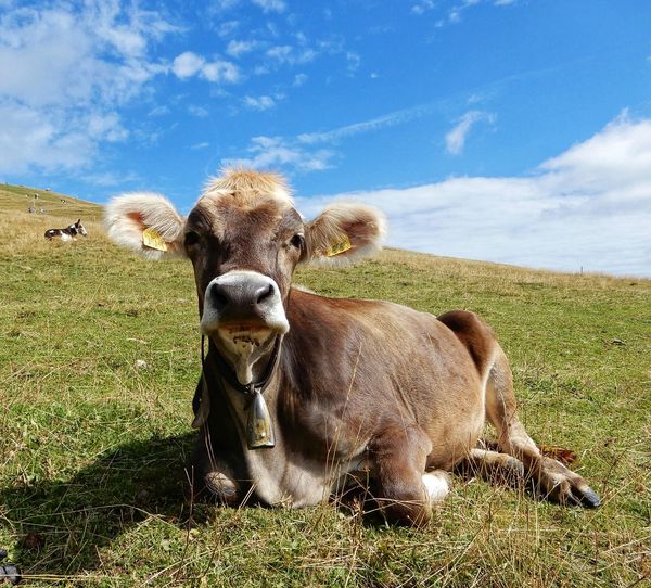 Portrait of cow on field