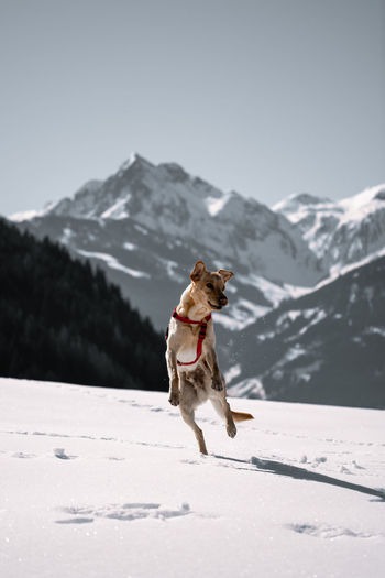Portrait of dog running on snow covered mountain