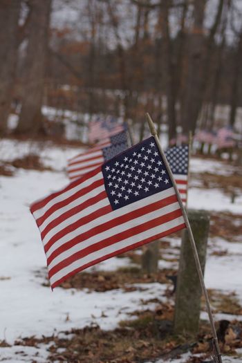 American flags at cemetery on veterans day