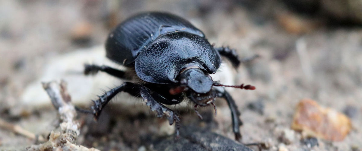 Close-up of insect on rock. a dung beetle in search of shit