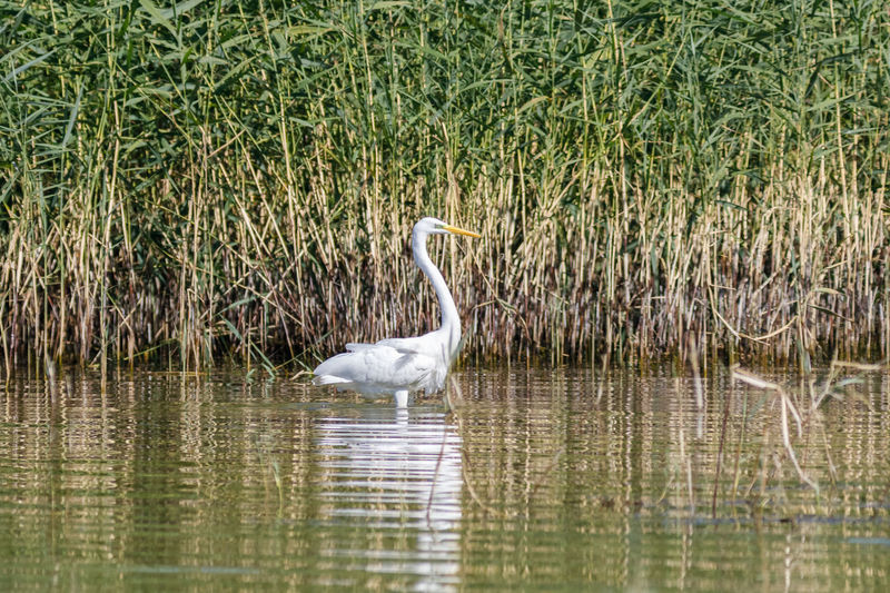 Swan in a lake