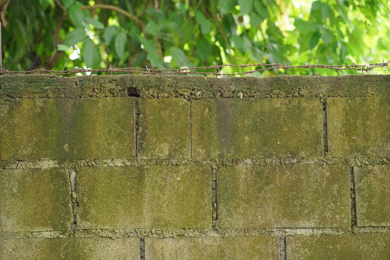 Close-up of textured wall with plants