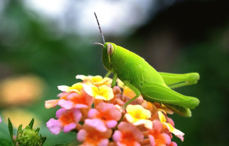 The close up of grasshopper on colourful flower