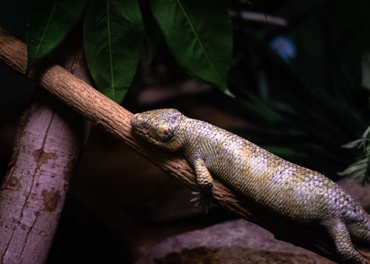 Close-up of lizard on tree