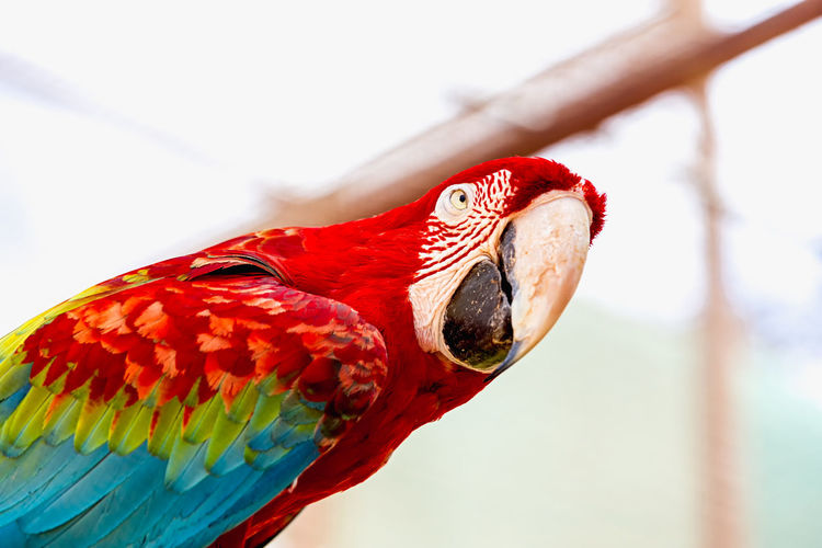 Low angle view of macaw perching on metal 
