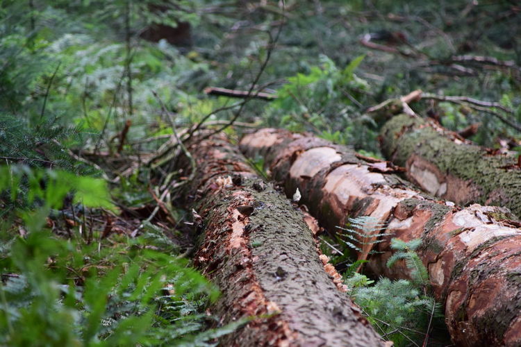 Close-up of log in forest