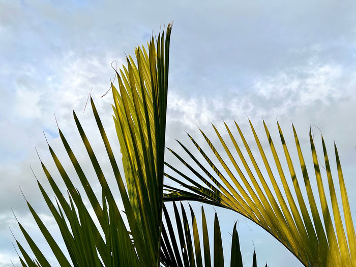 grass
