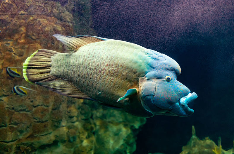 Close up of humphead wrasse fish  swimming underwater.