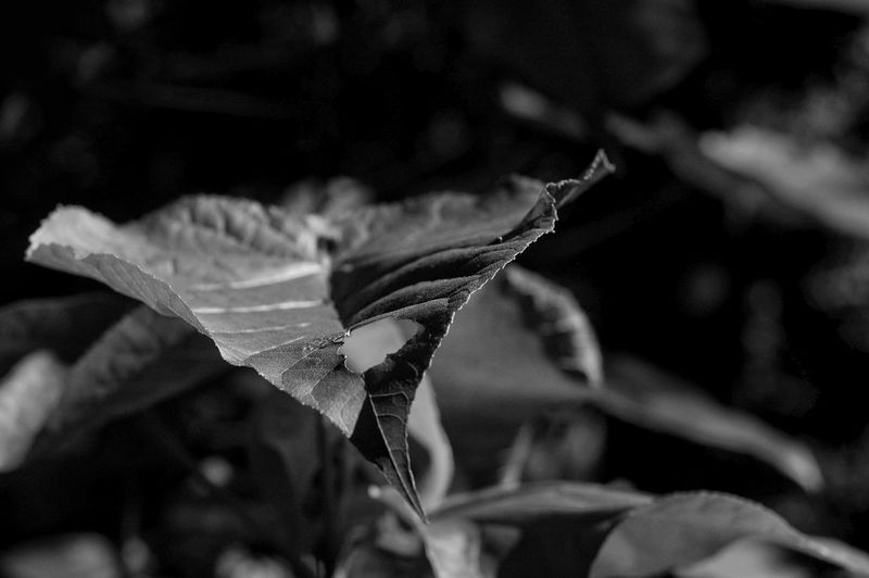 Close-up of plant