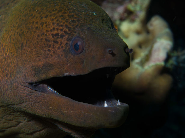 Close-up of moray eel underwater