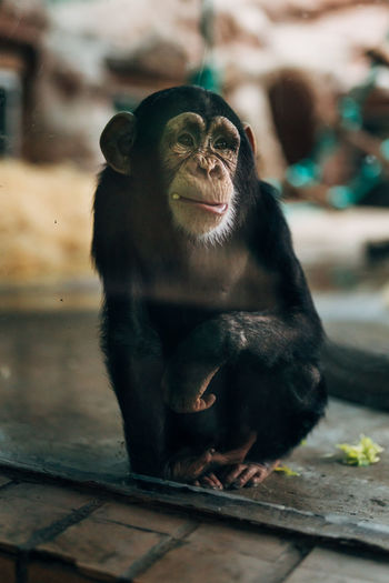 Man looking away while sitting in zoo