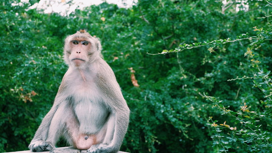 Monkey sitting on tree