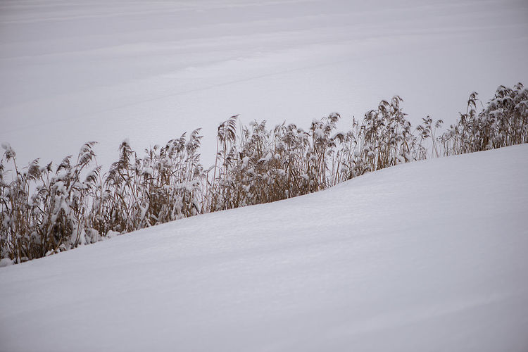 Snow covered land and plants against sky, winter minimalism, snowy background, white field