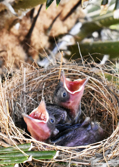 Two young sparrows, still without feathers, live in nests made of grass on palm leaves.