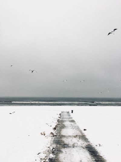 Birds flying over sea against sky, snowing 