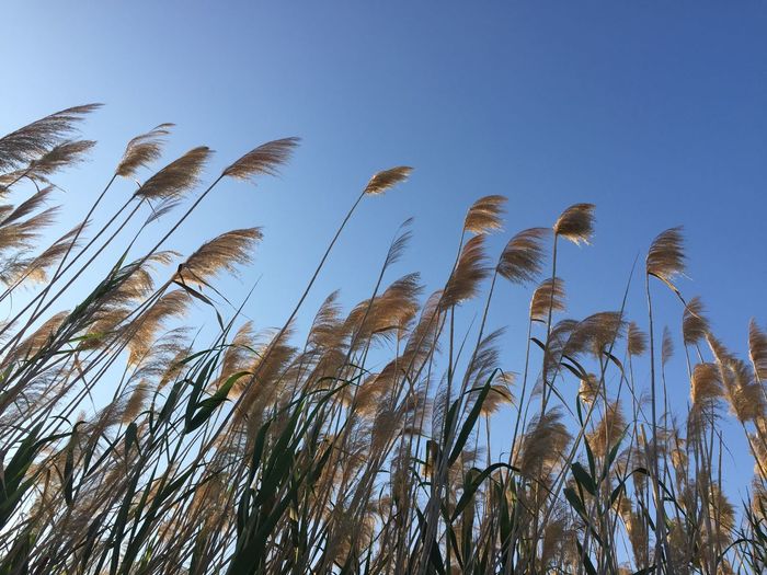 Low angle view of stalks against blue sky