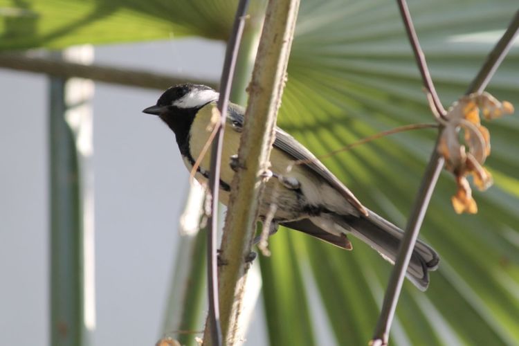 Close-up of bird perching on branch