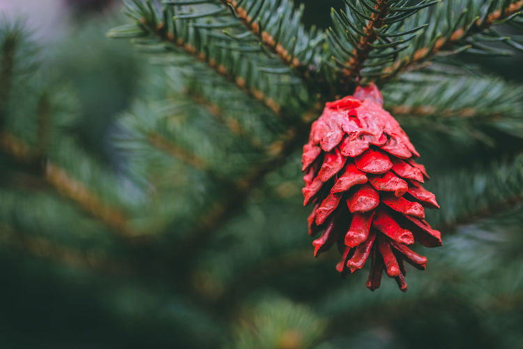 Red painted pine cone on christmas tree. diy decoration ideas for children. environment, recycle