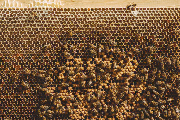 Honey bees on beehive at apiary