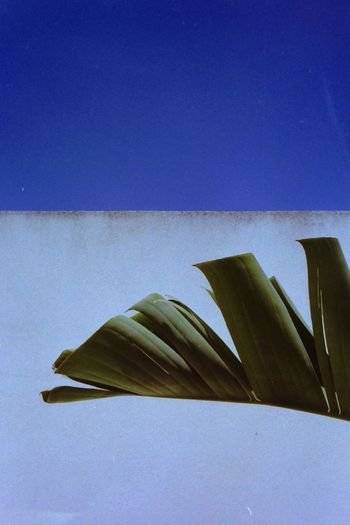 Low angle view of leaf against blue sky
