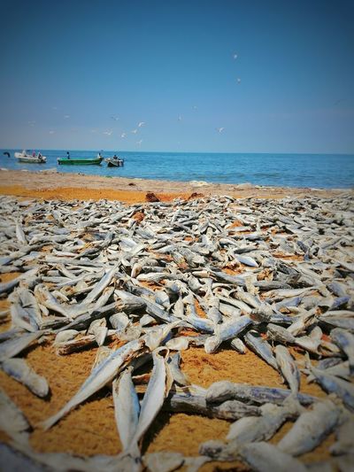 Surface level of fish's on beach against clear sky
