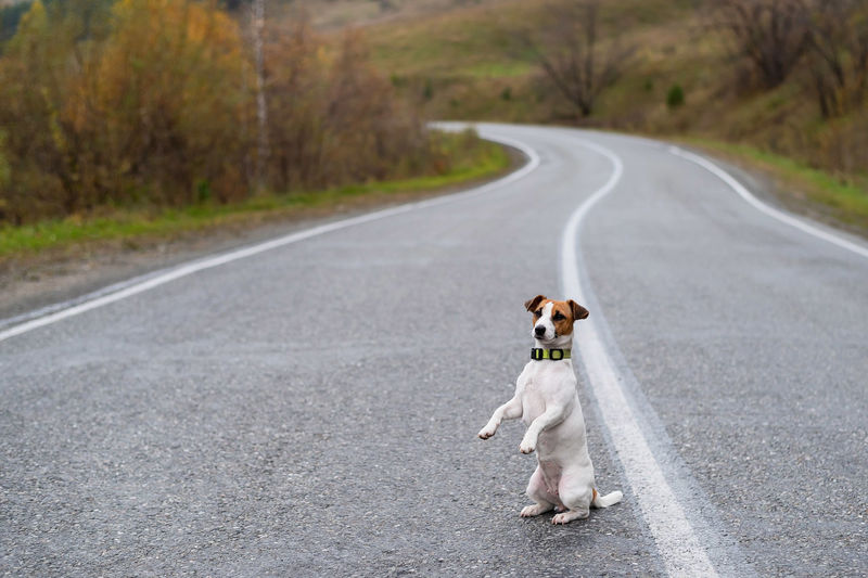 Dog on a road