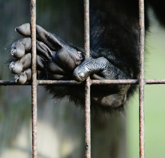 Foot of chimpanzee on bars of cage in zoo