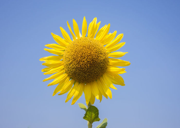 Low angle view of sunflower against clear blue sky