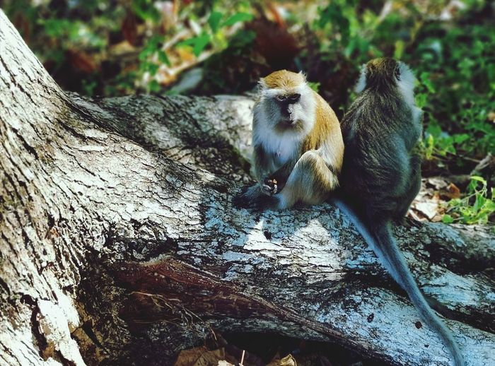 Monkey sitting on tree