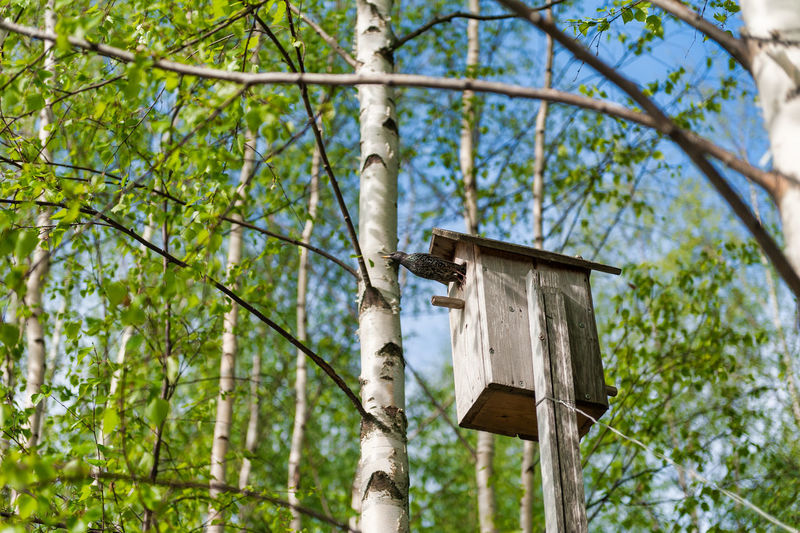 Bird and birch