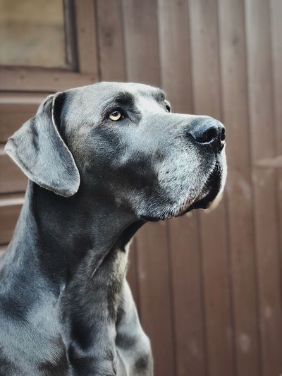 Close-up of a dog great dane looking away