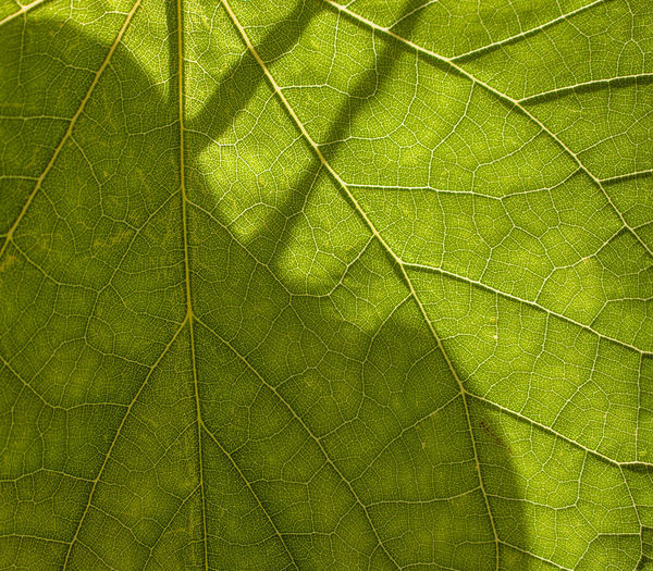Macro shot of green leaves