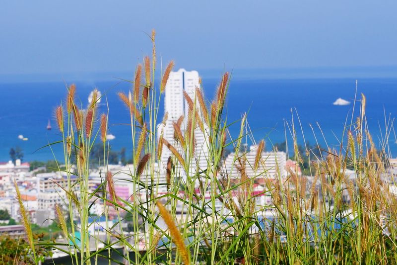 Close-up of plants against sea and clear sky