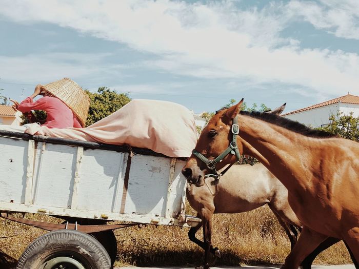 Person traveling on trailer with horses against sky