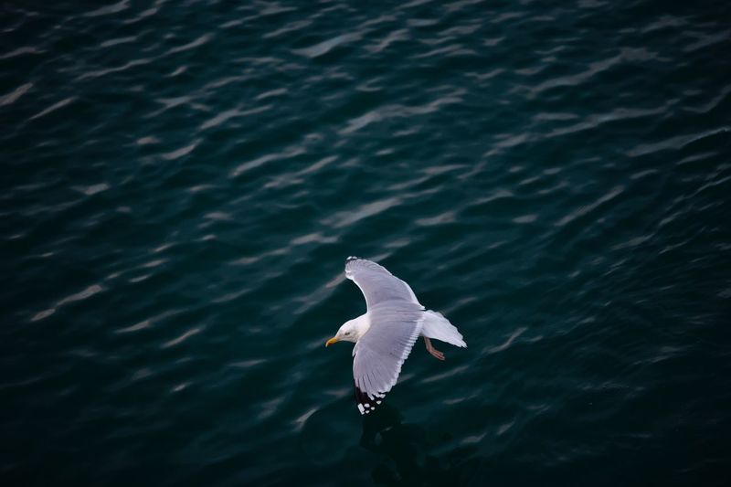 High angle view of seagull flying over river