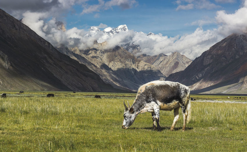 Cow grazing on grassy field by mountains against cloudy sky